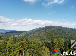 Działka pod lasem, w Beskidach  - Stryszawa – miniatura 4