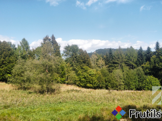 [Oferta Działka pod lasem, w Beskidach  - Stryszawa]