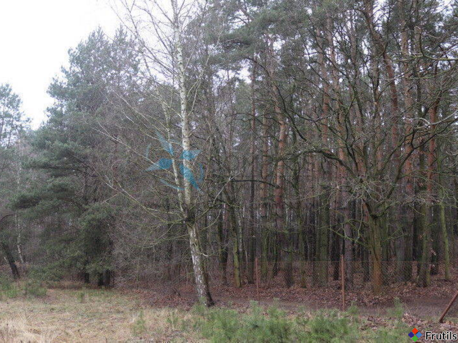 Dom 5 pok./100m2/dz.300m2 ogródek,las,jezioro, – zdjęcie 11 z 14