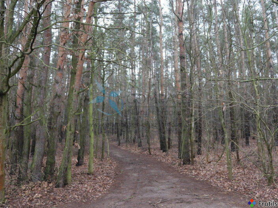 Dom 5 pok./100m2/dz.300m2 ogródek,las,jezioro, – zdjęcie 10 z 14