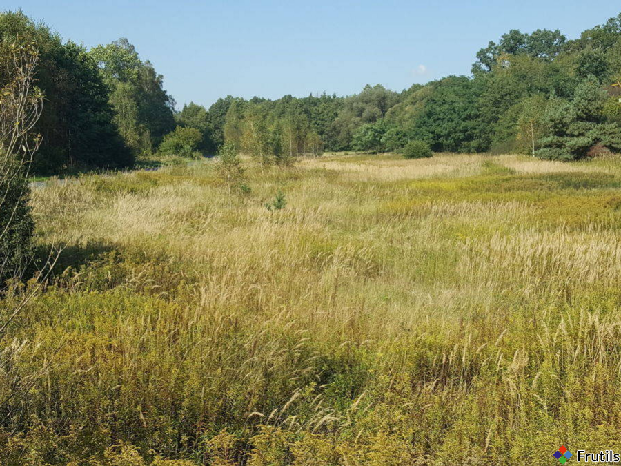 Niziny,wśród lasów – zdjęcie 1 z 4