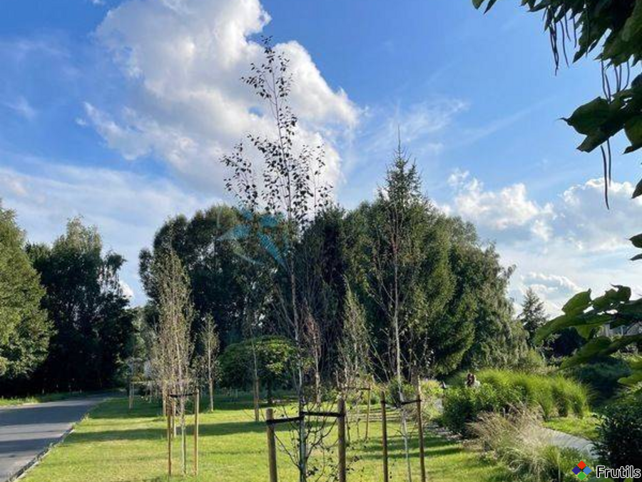 Dom ok.220m2/6-8 pok.2 trasy,garaż,2 wejścia Nekla – zdjęcie 6 z 20
