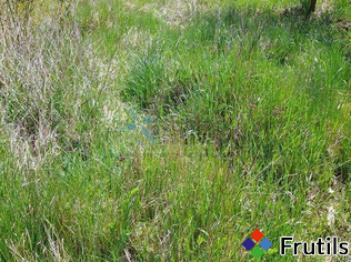 Działka 1261m2 MPZP,media w dz, Swarzędz Gruszczyn – miniatura 2